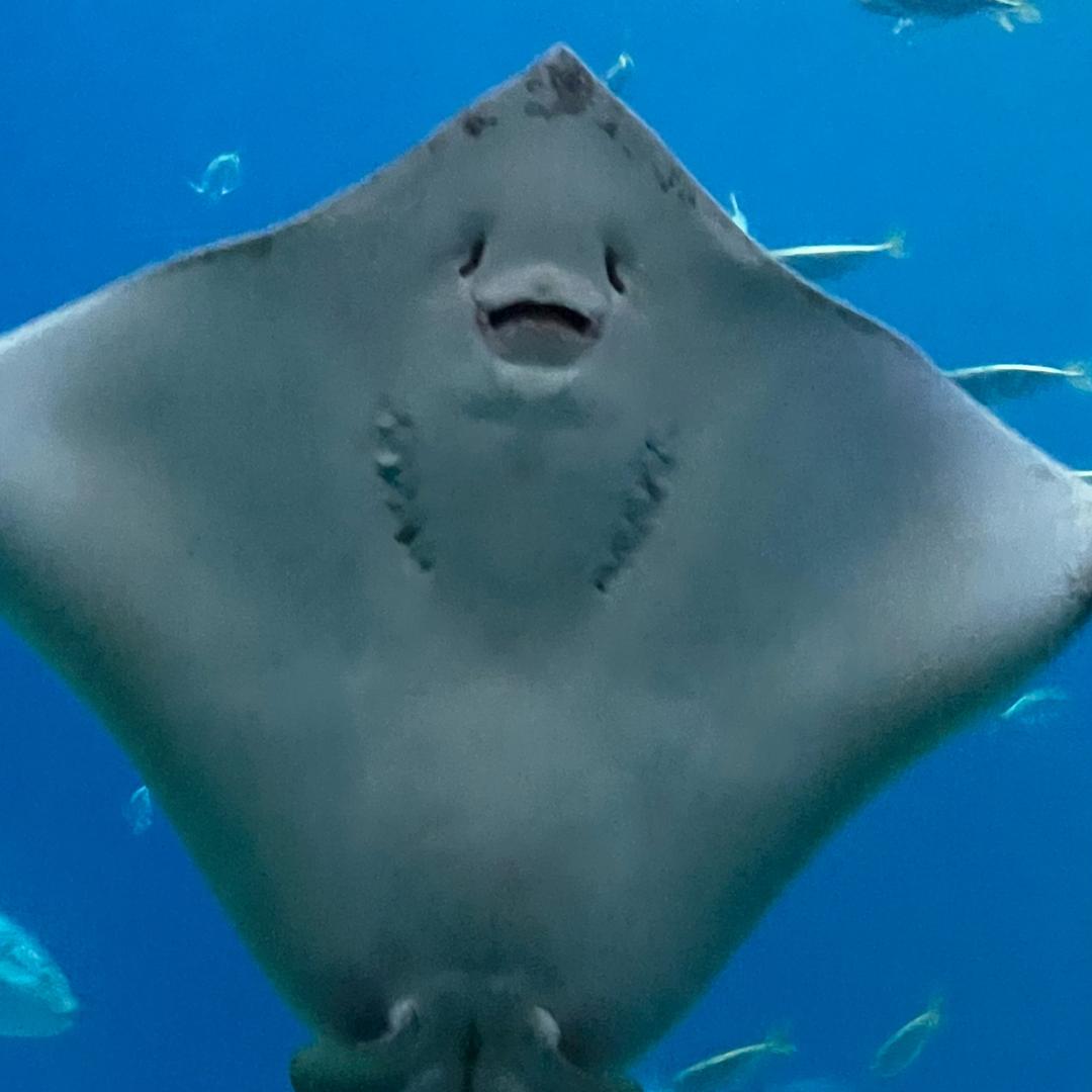 ……………………