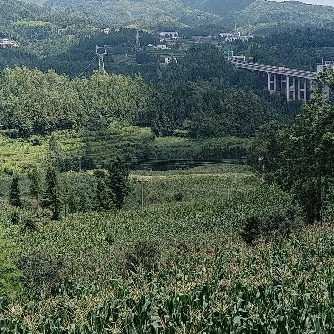 大东—化州香油