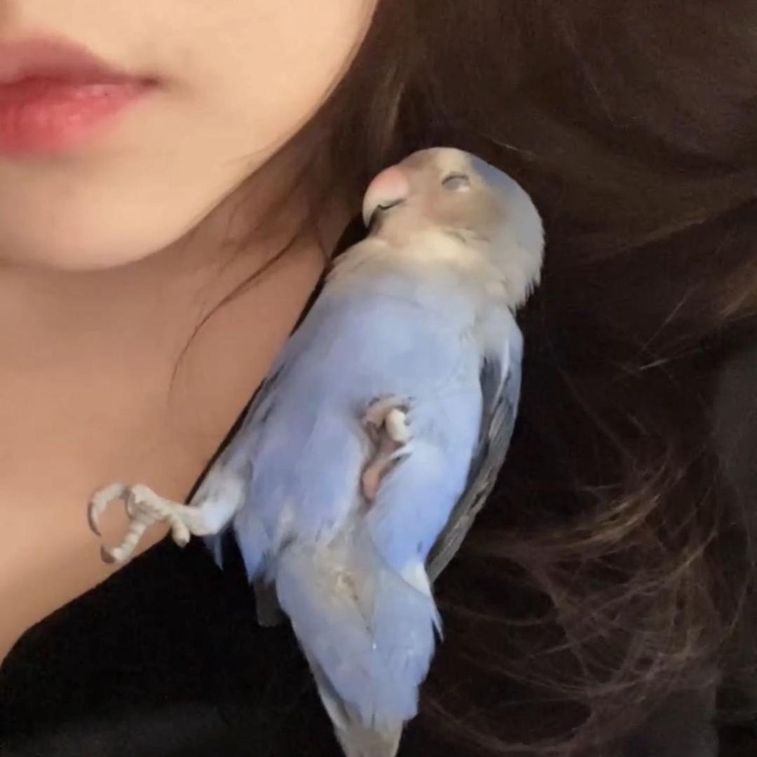可爱🦜🦜