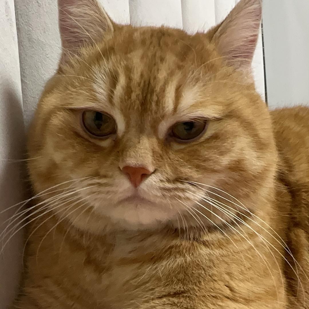 懒猫