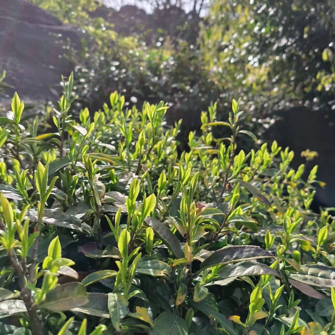 顺诚茶庄