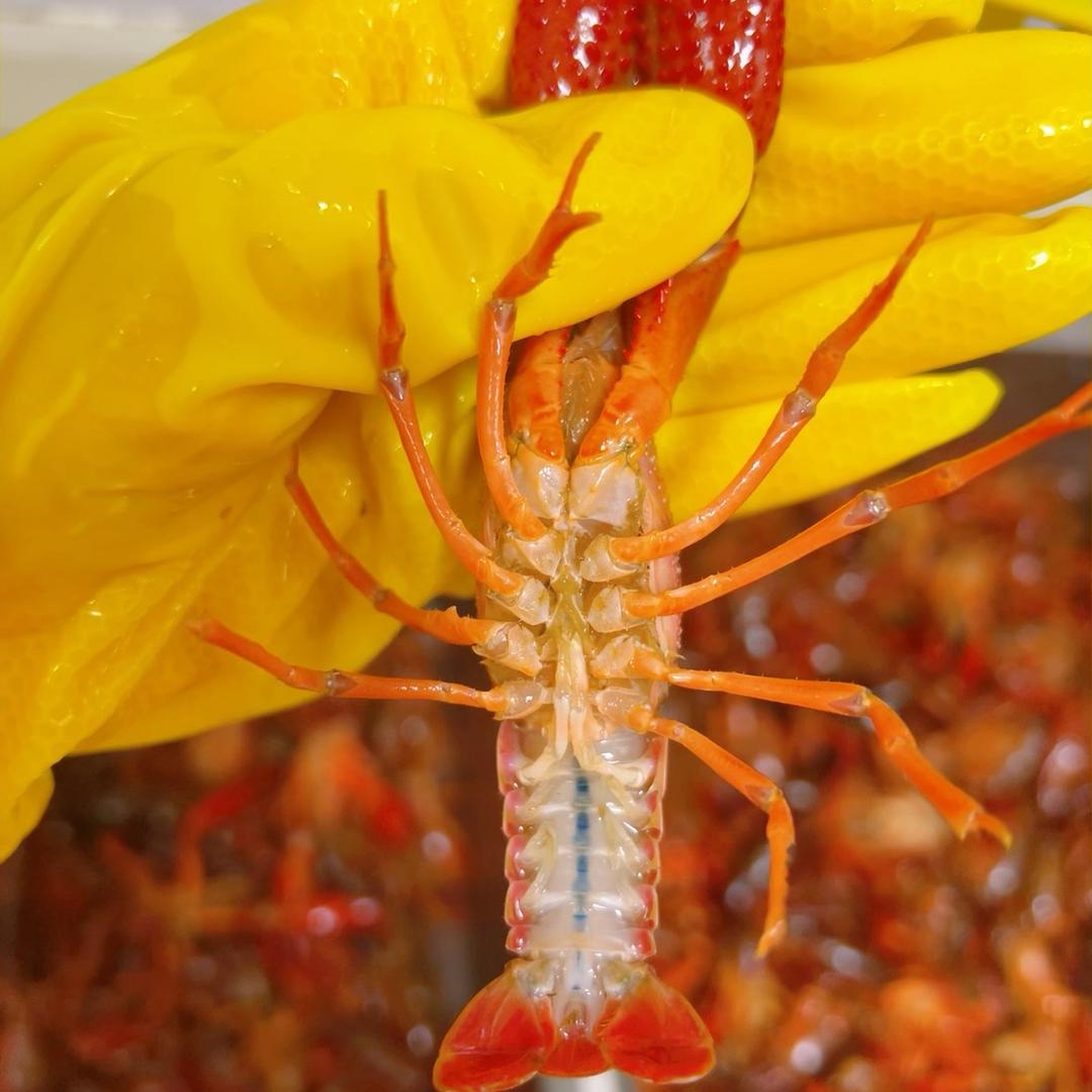 临沂周氏小龙虾