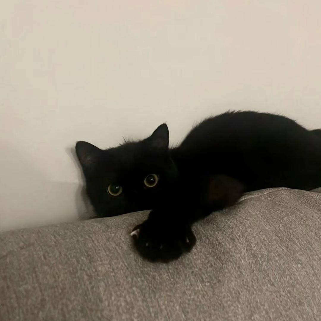 ¿ㅤ