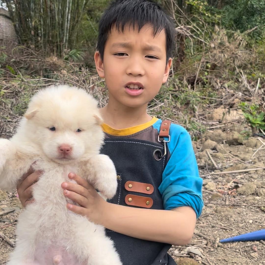 广西土特产土松犬、脏脏小狗