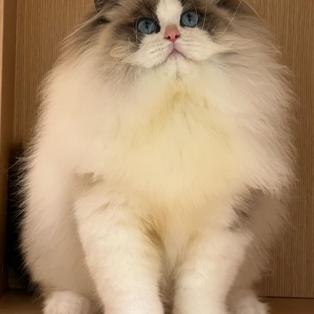 沈阳钰玟萌宠精选小铺