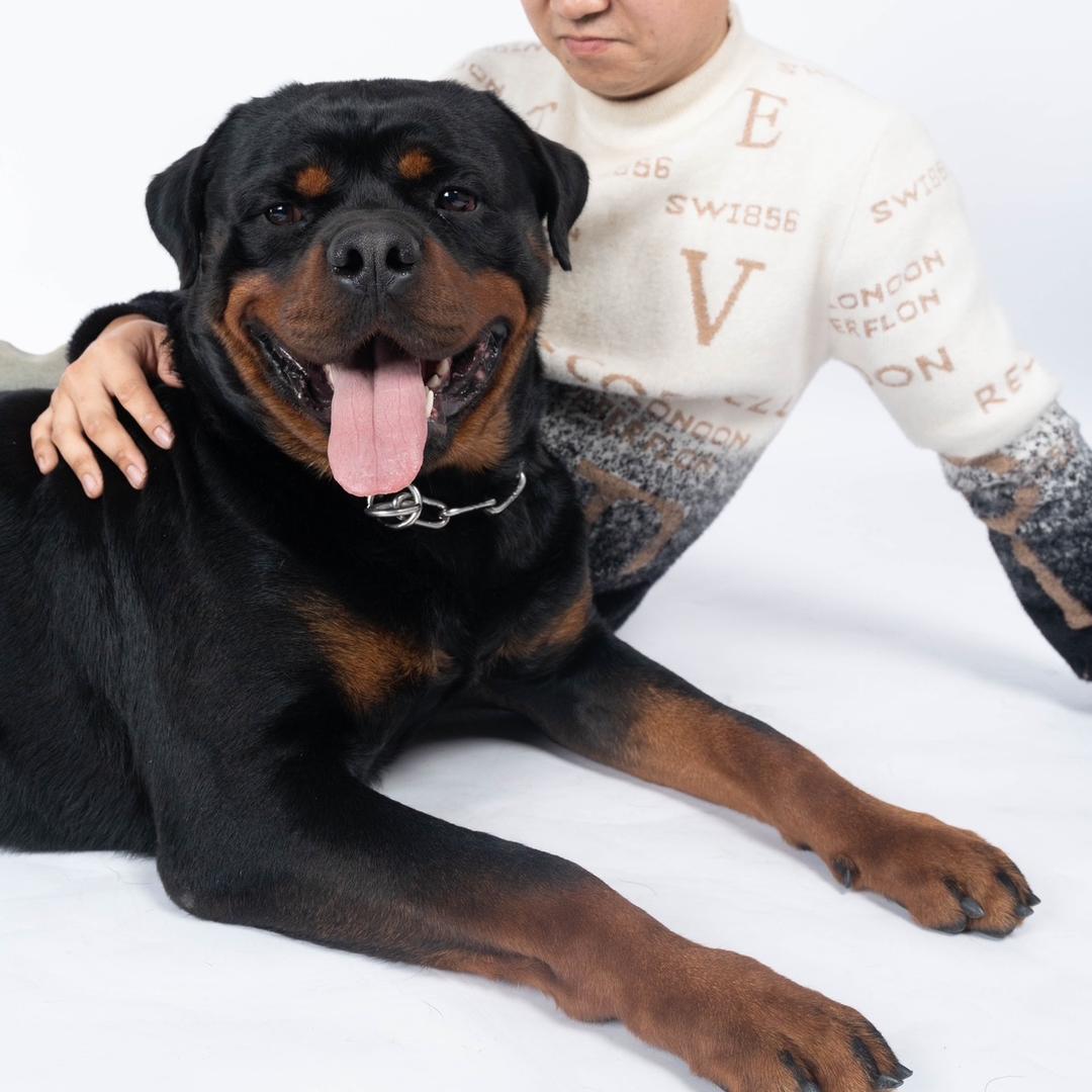 兰尼斯特犬舍(罗威纳)