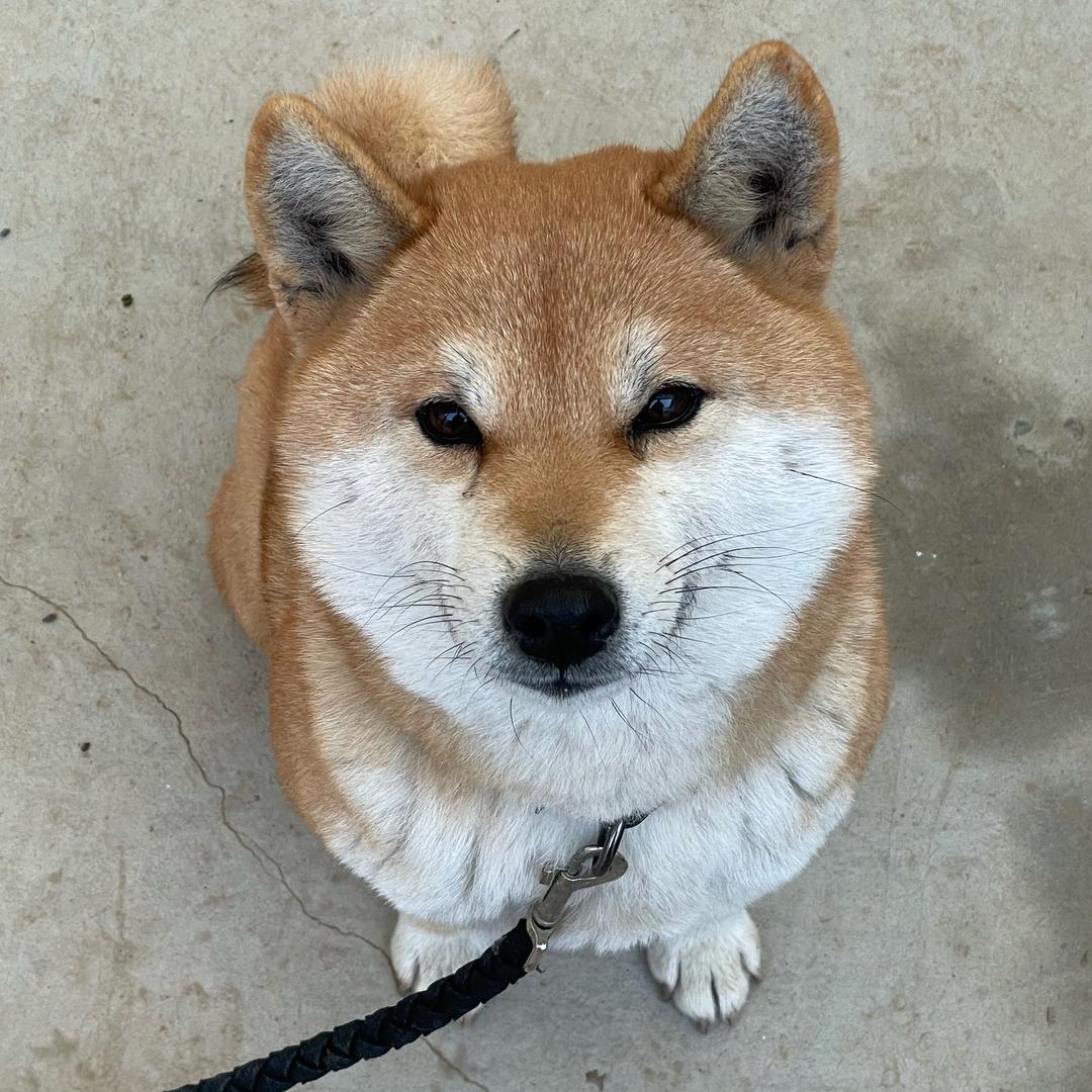 咒蛙