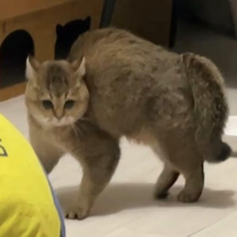 云端里的猫猫狗狗