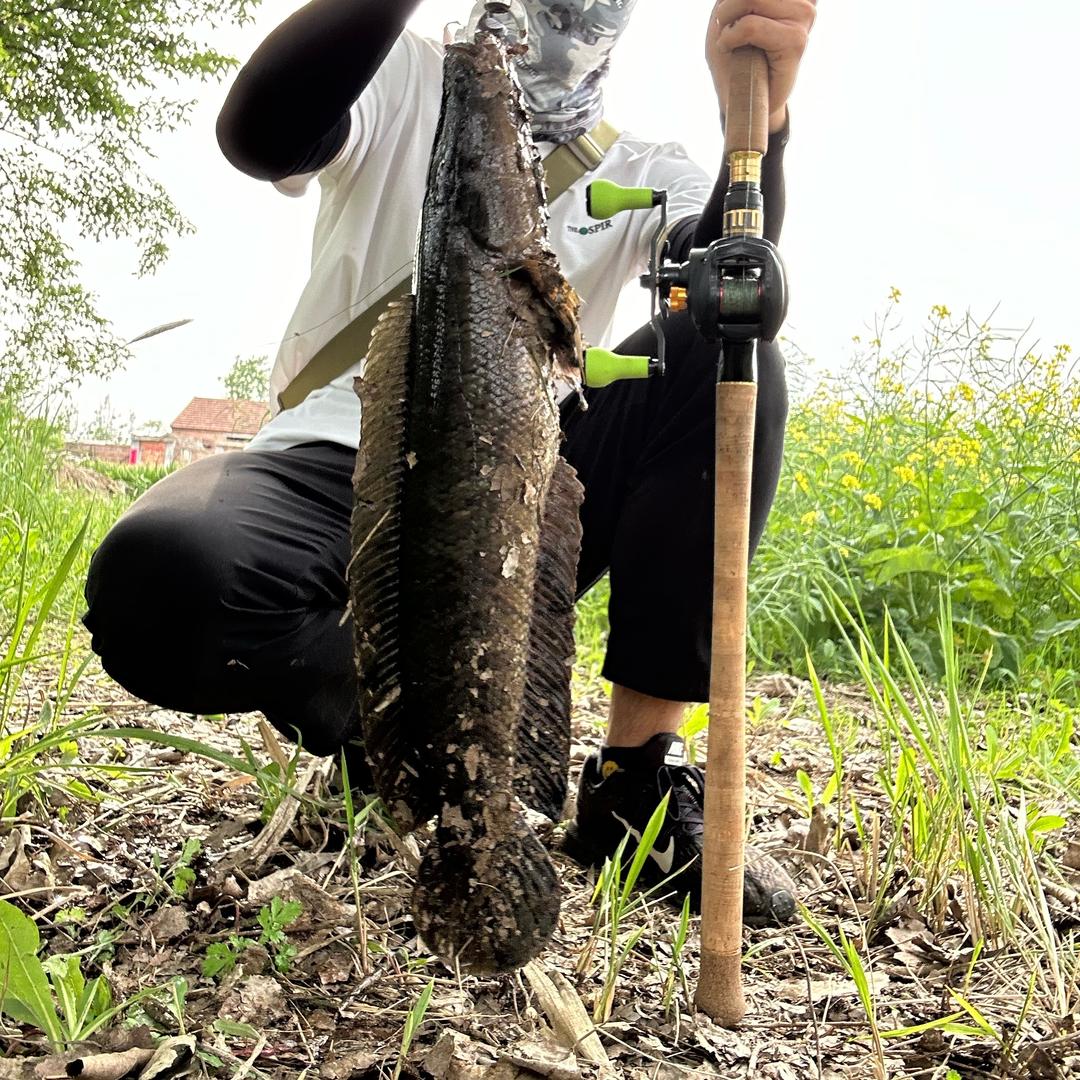 大鹏路亚（雷强）