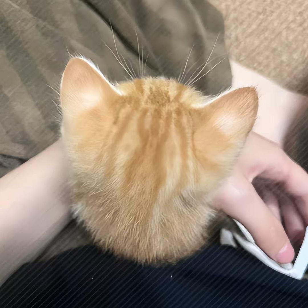 秋风（暗区突围pc）