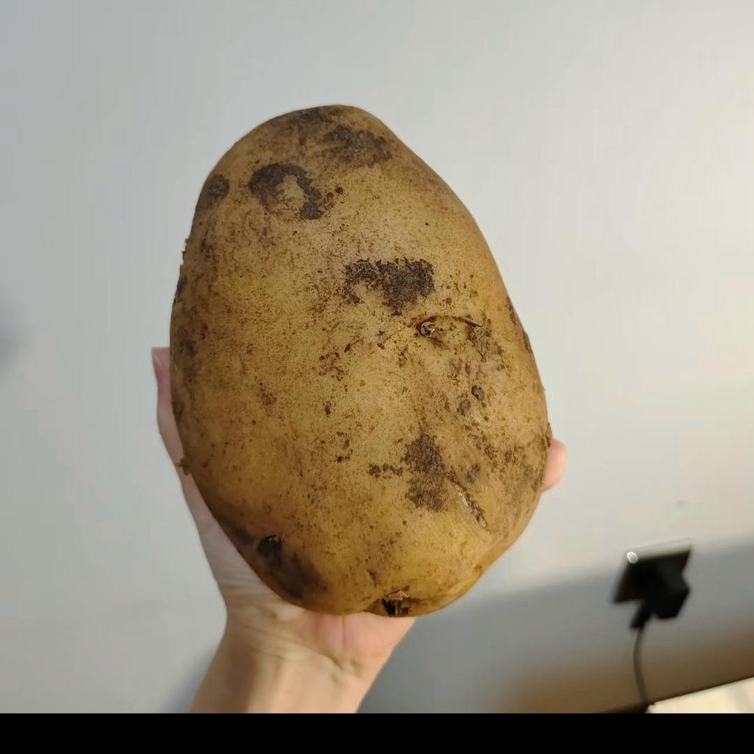 爱吃洋芋🥔