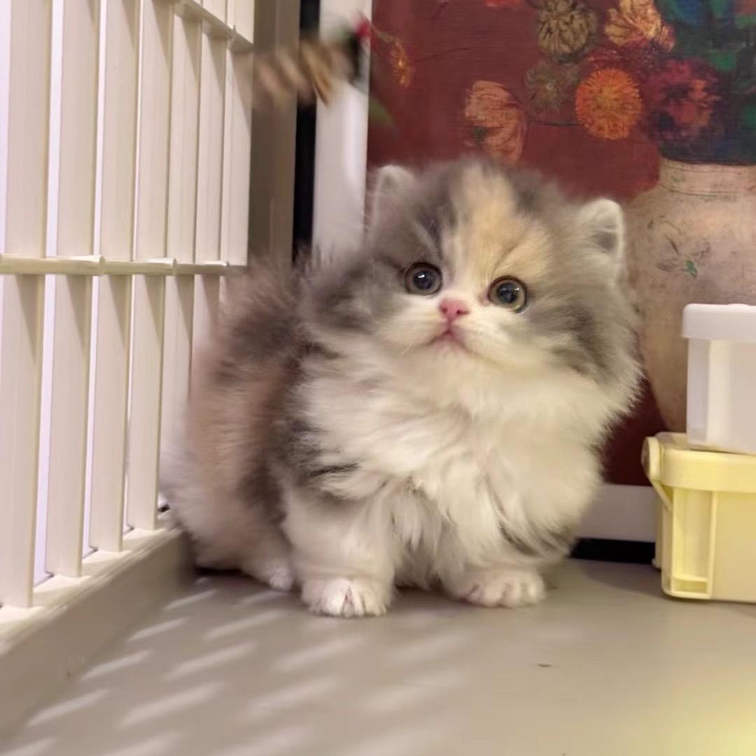 久零矮脚猫
