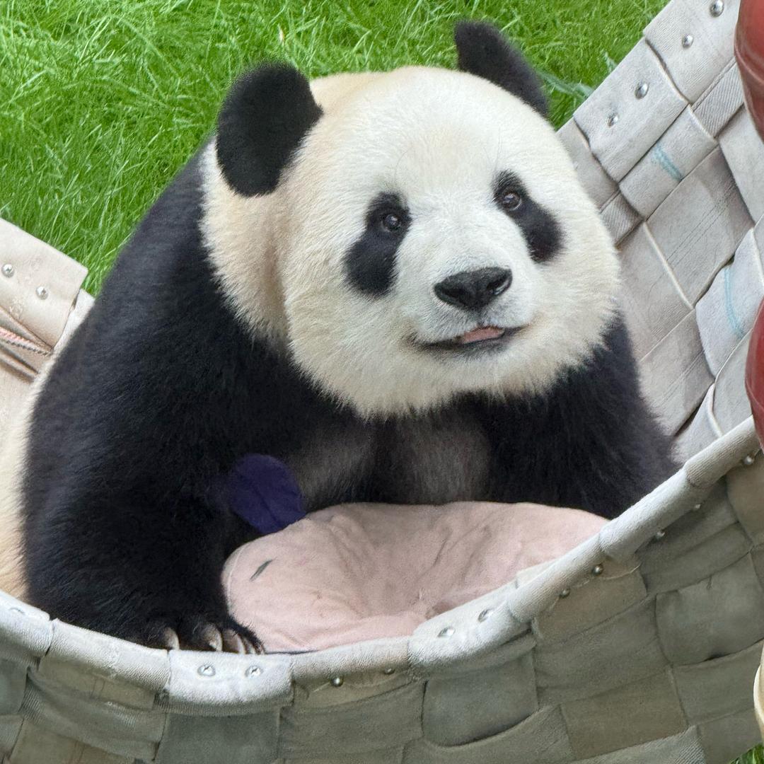 楠楠爱熊猫