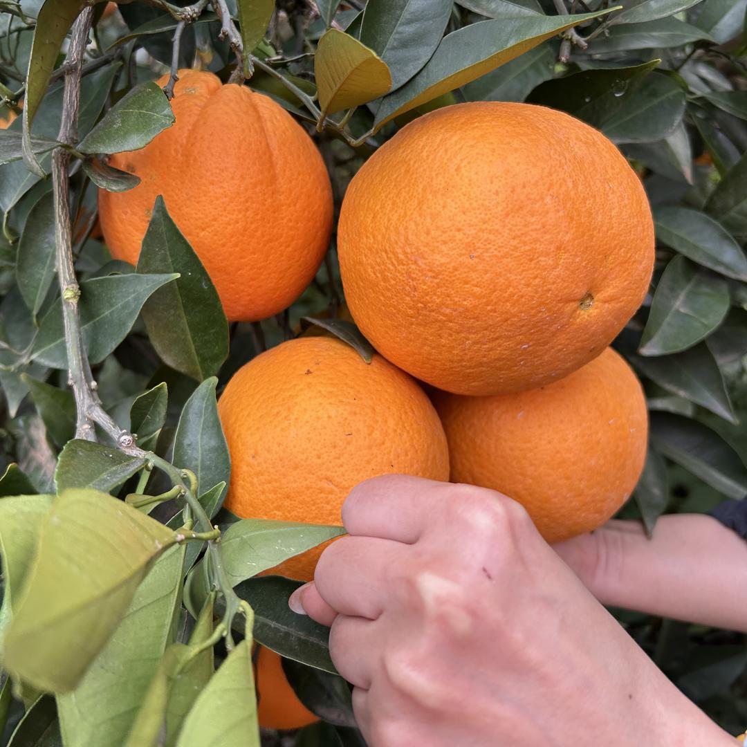 柯吉鲜果。奉节脐橙