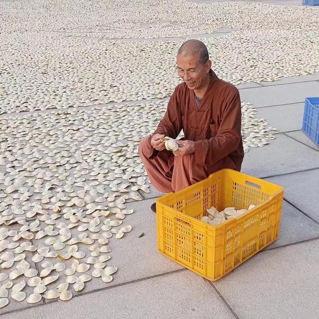 新会陈皮的搬运工