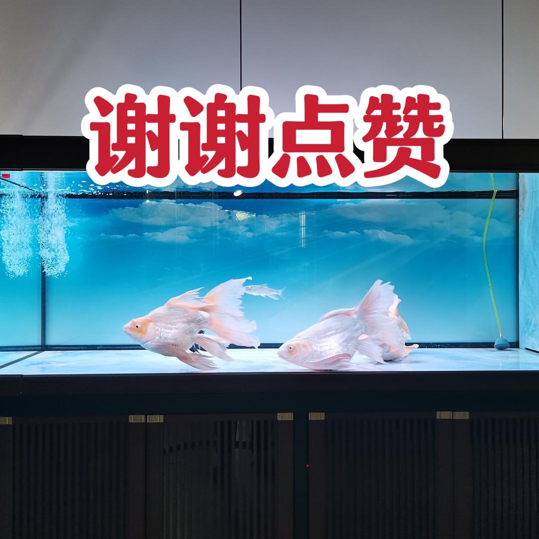 清远鱼缸哥