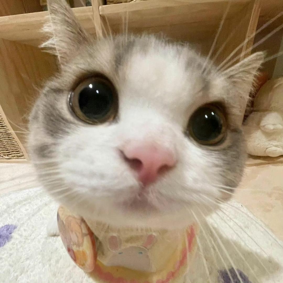 不太乖