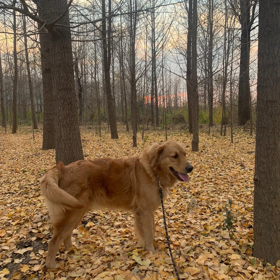 🈶️只金毛叫草莓  吖