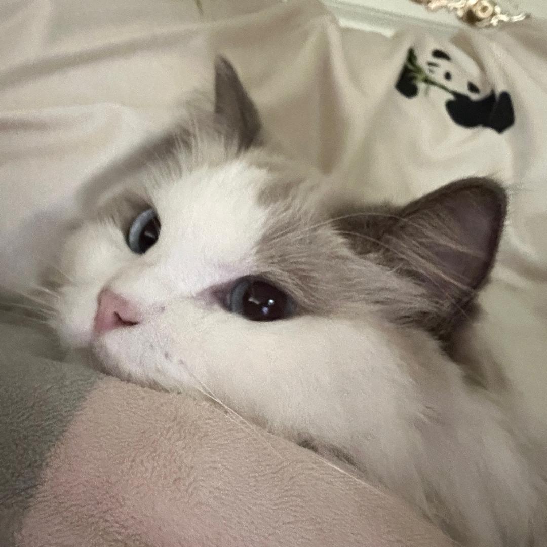 酷酷社恐搅拌机