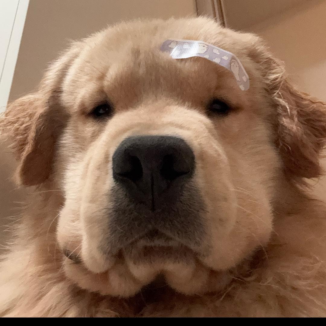 斯塔克吃不饱🐶