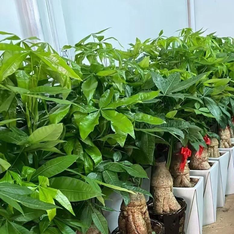 天天好