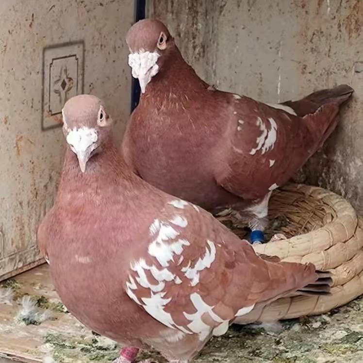 郑州异色信鸽火凤凰皮特兰