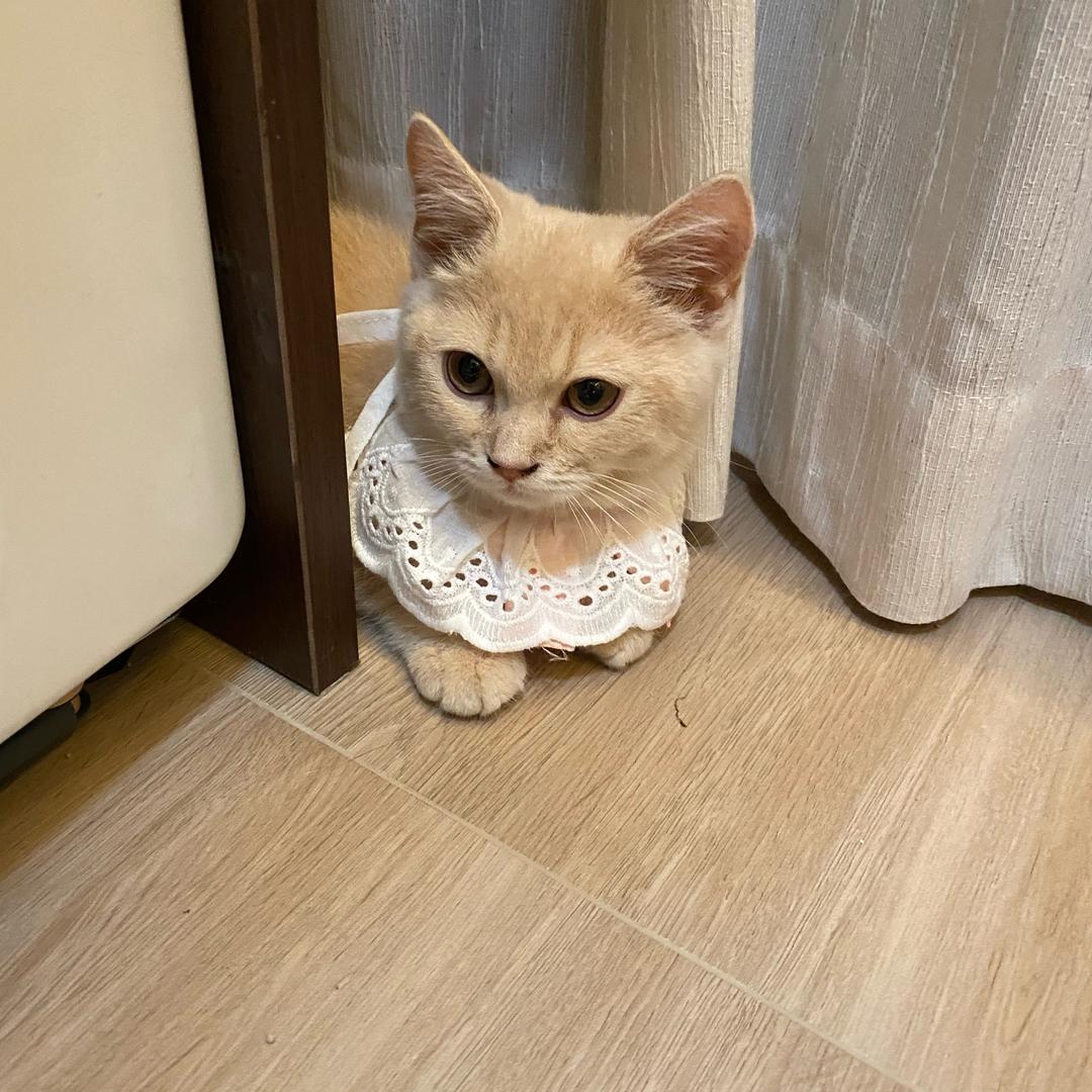 大福是只蓝色的猫