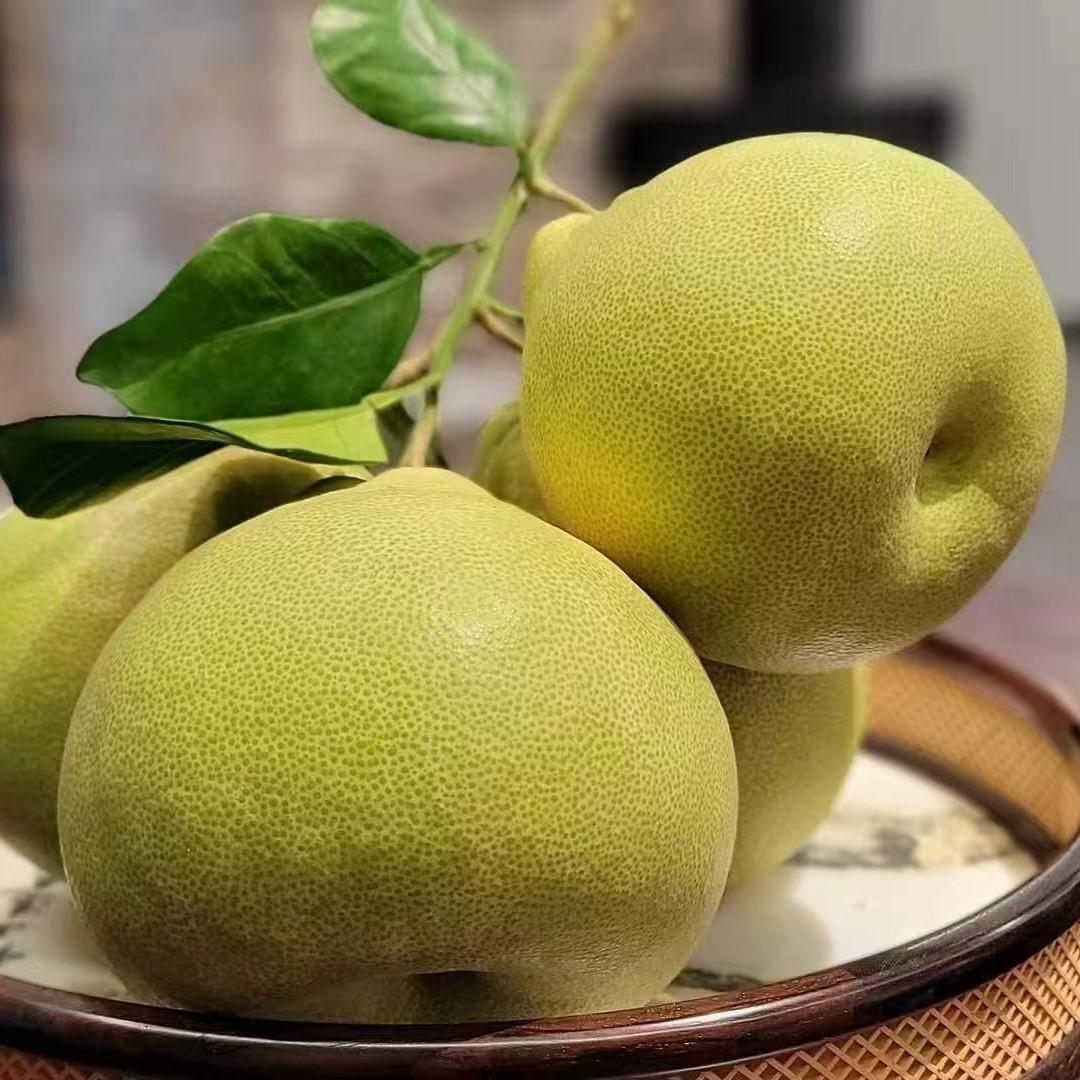 度尾红心文旦柚