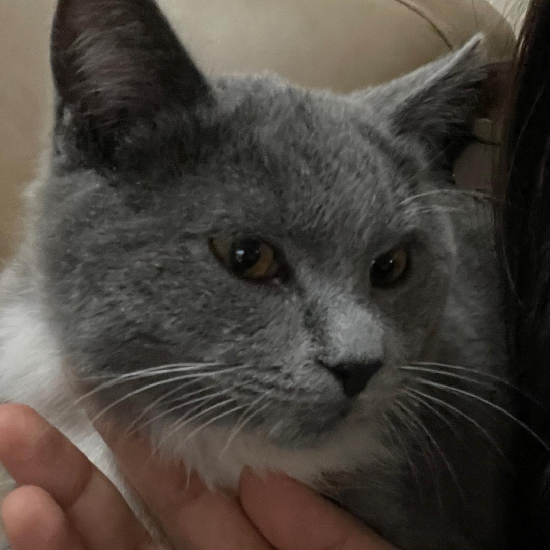 派大星是只小小猪