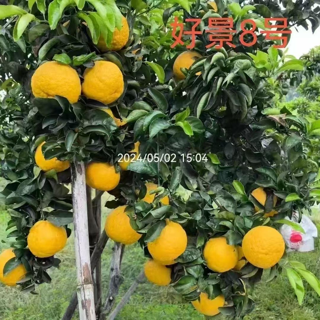 桔姐姐