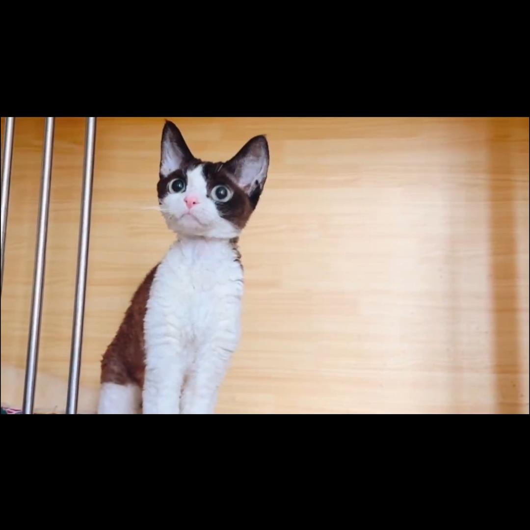 🐱没脾气😁铲屎官