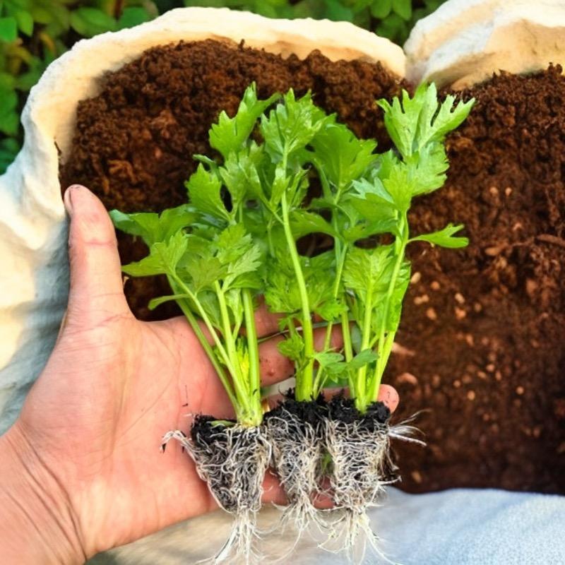 云南绿佳洋农业科技有限公司