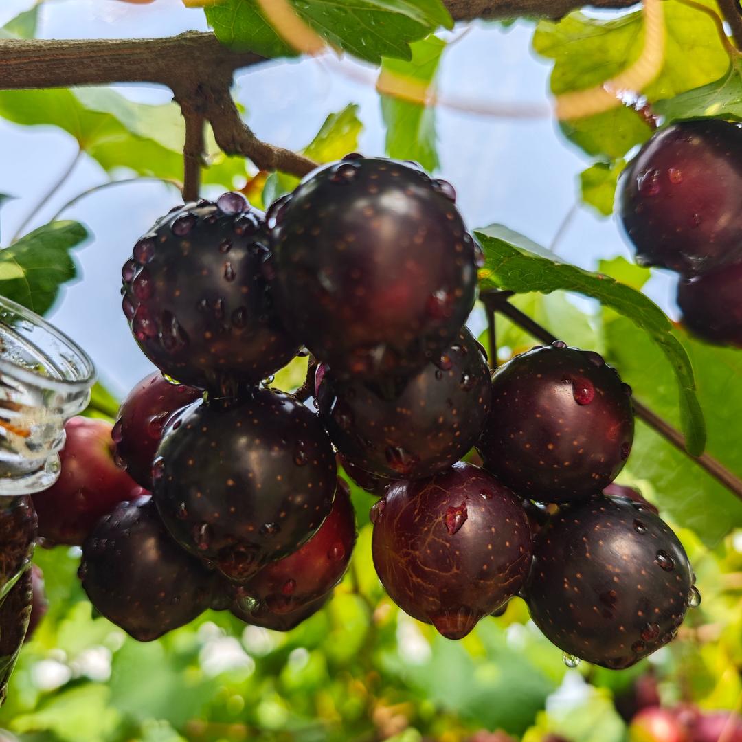 乱心嬘的种植日记