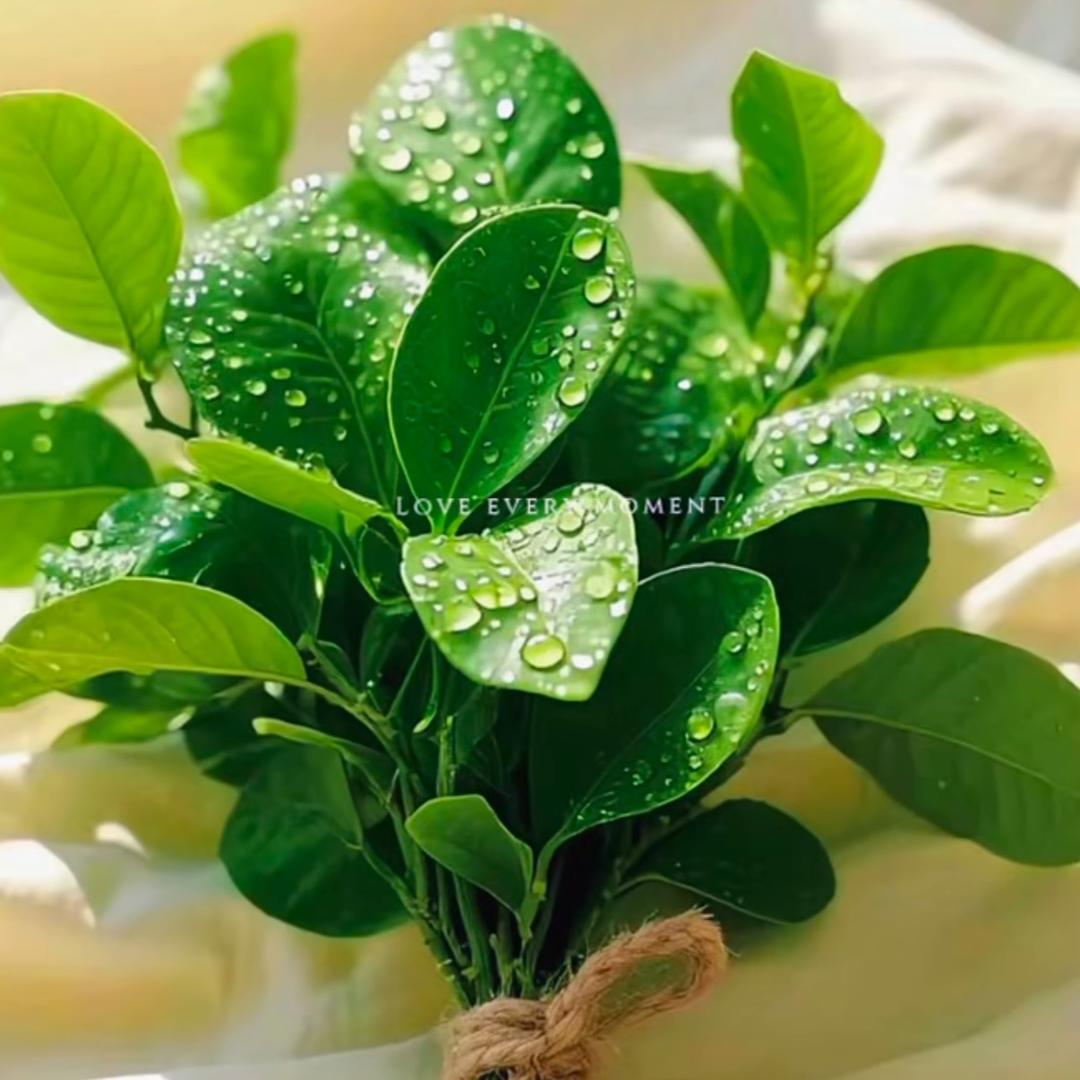 玲玲（好运）