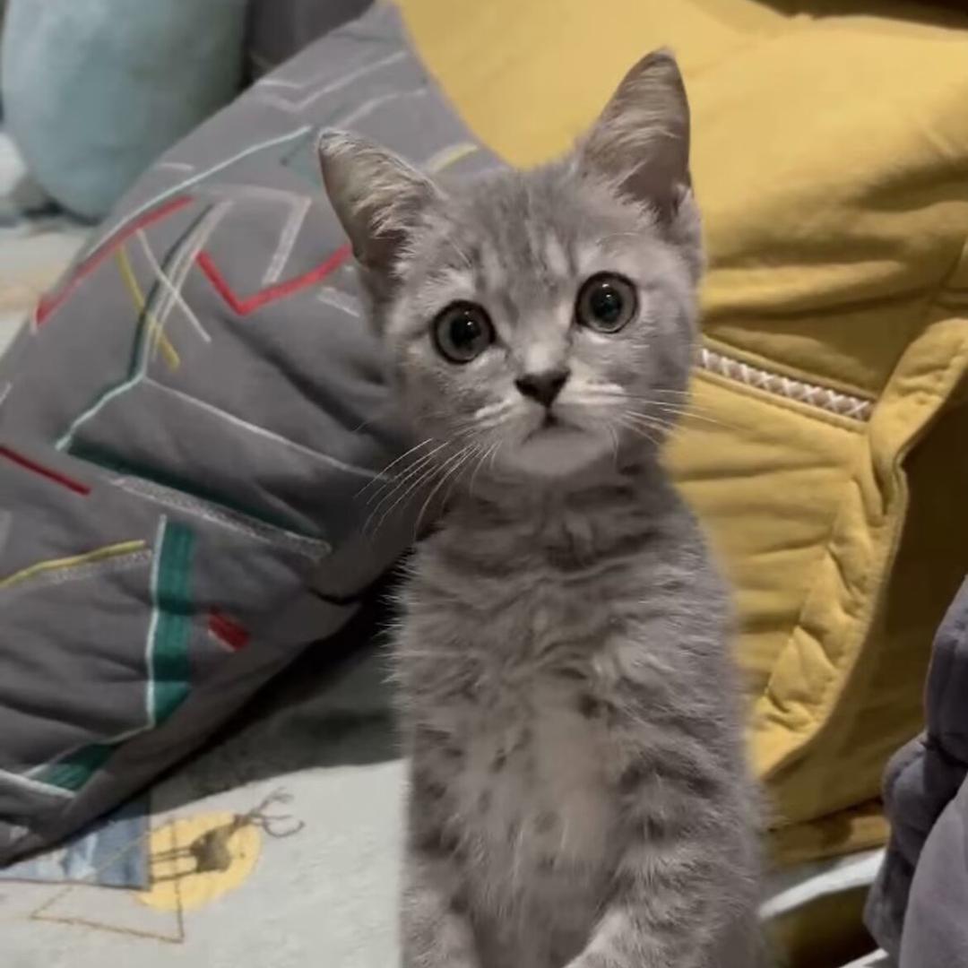 糯米是只猫