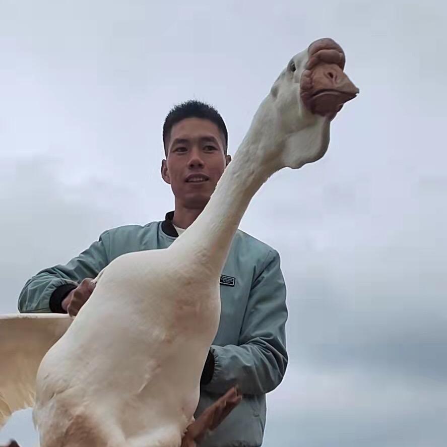 上林小武狮头鹅