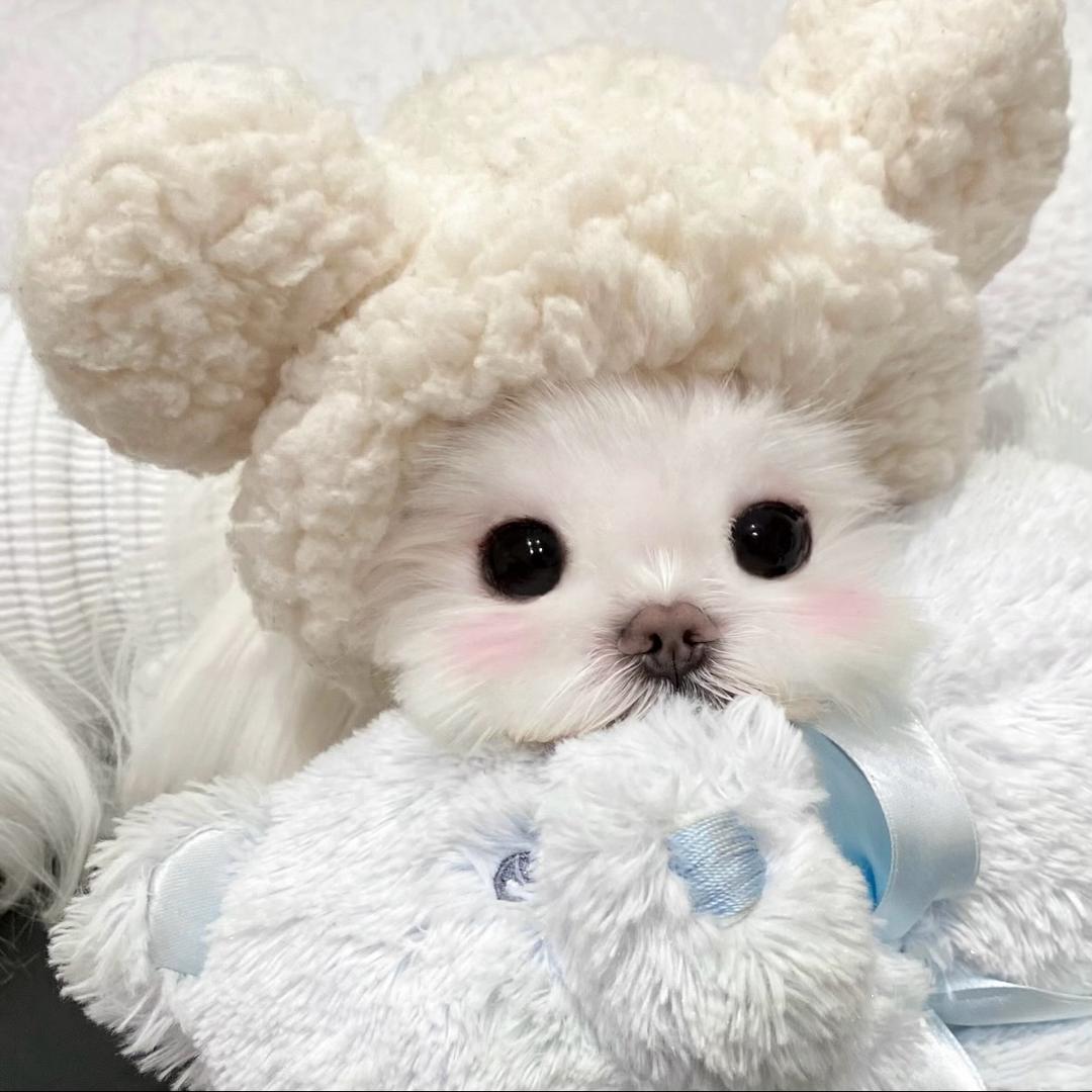 歪歪