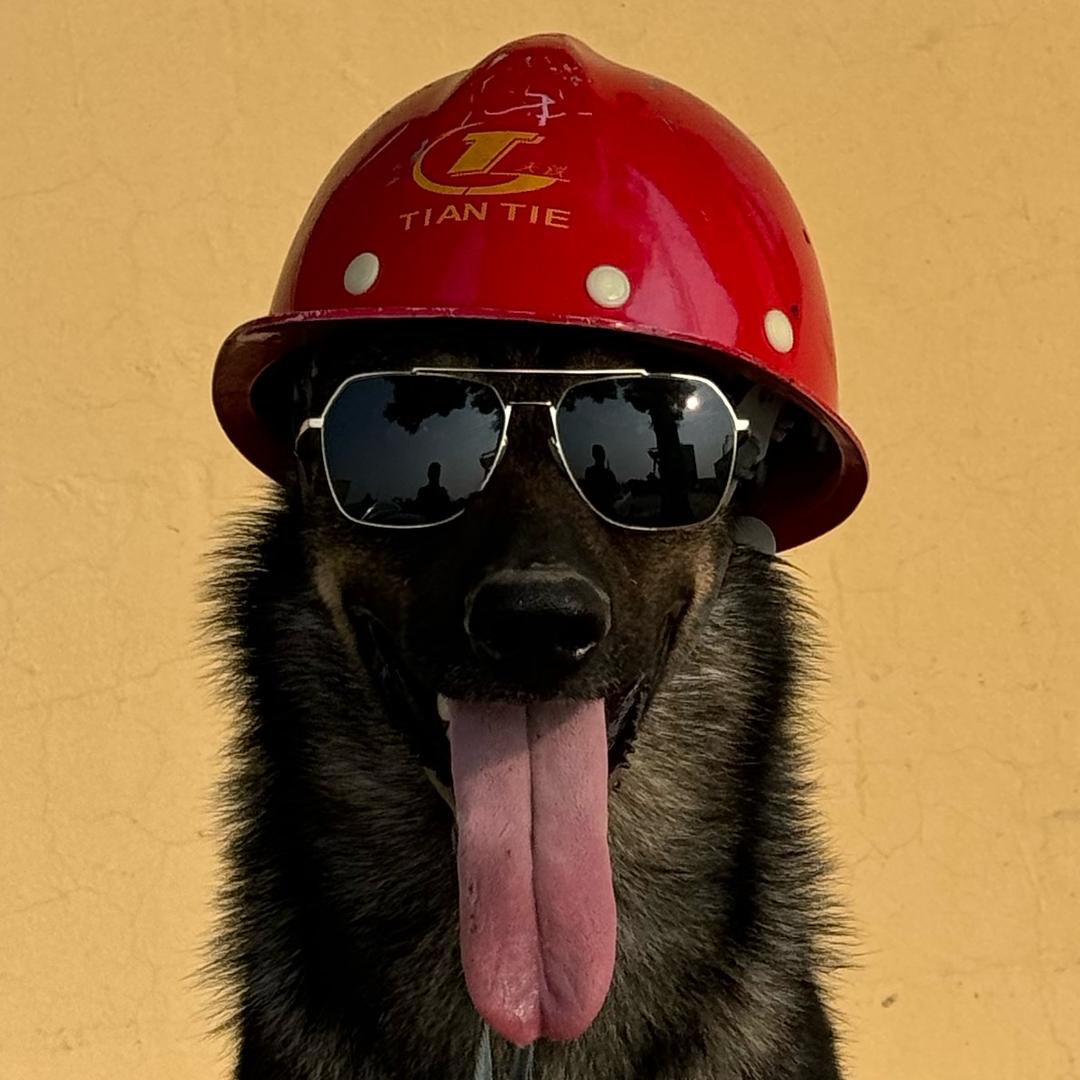 乐乐爱玩犬💕