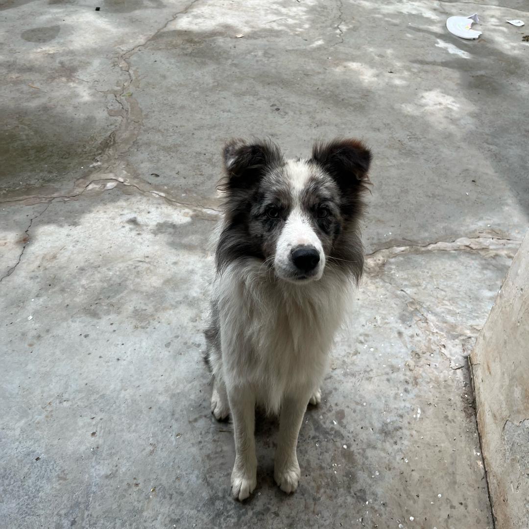 边牧灰灰的日常