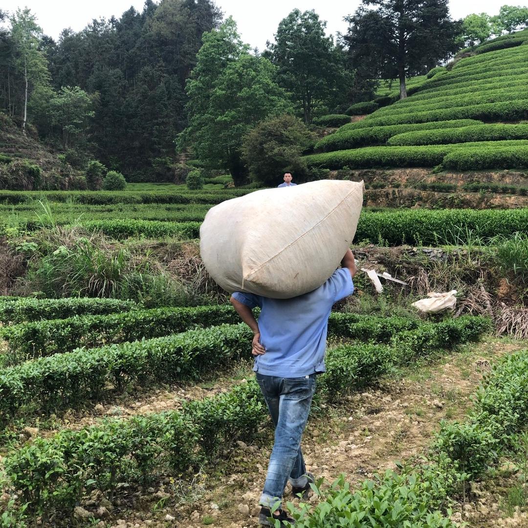 老杨岩茶