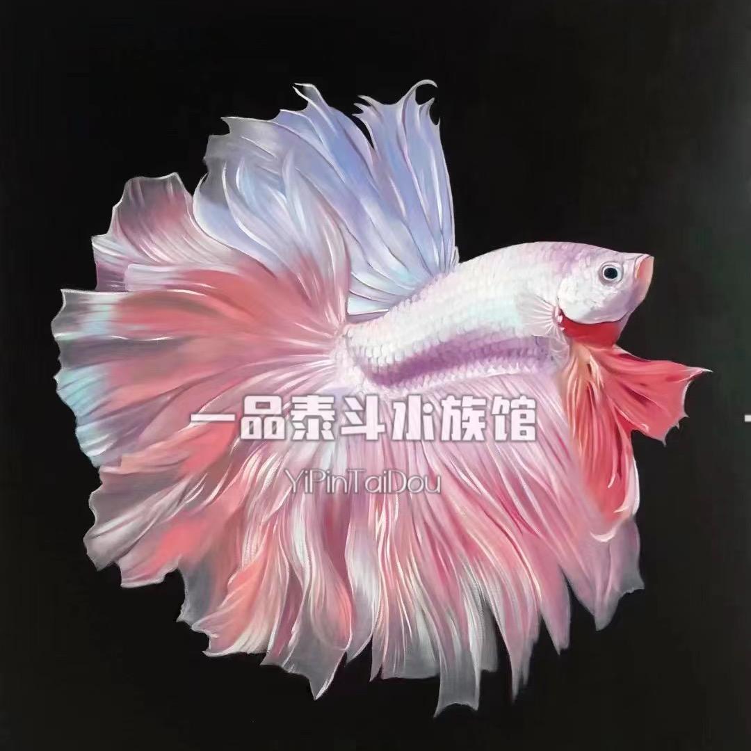 一品泰斗水族馆