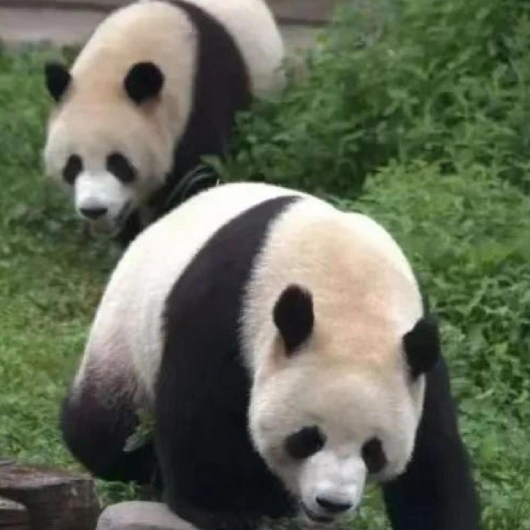 苗姐旅游线上团购