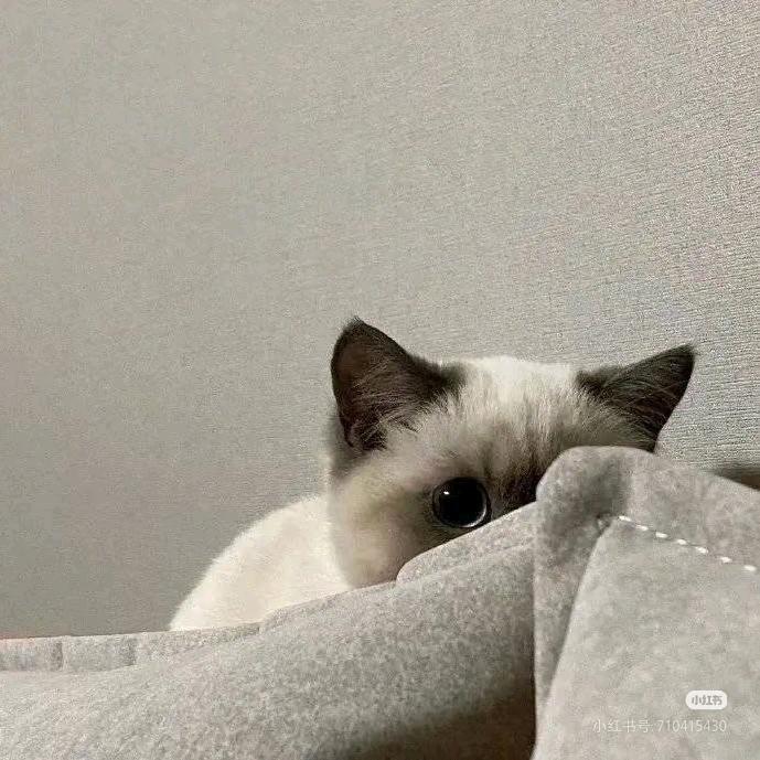 向月.