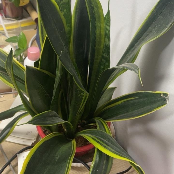 顺风顺水2