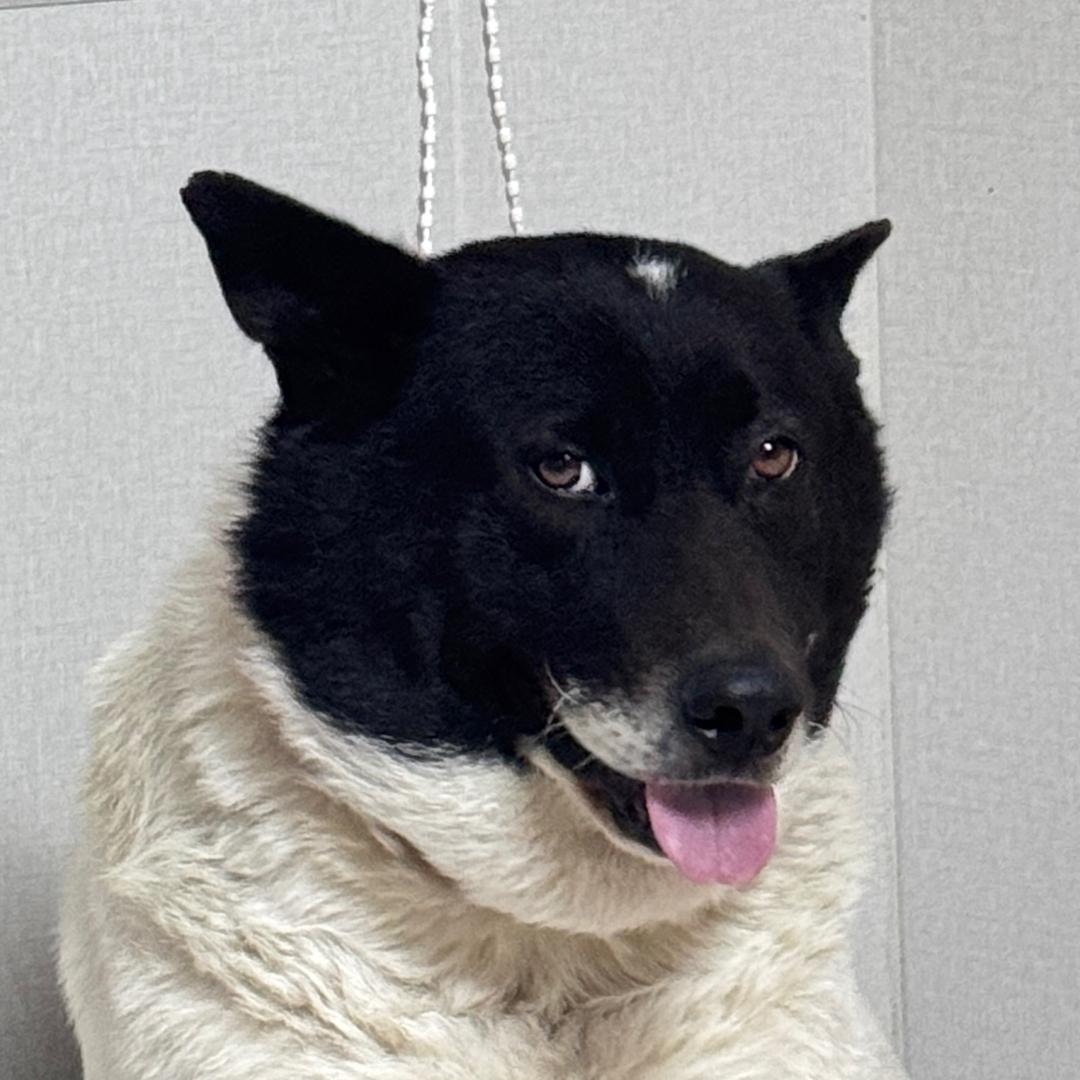 熊熊是只狗🐶