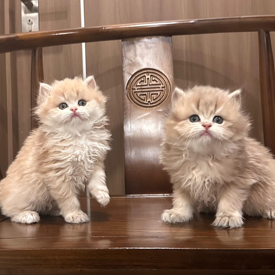 小刘的猫