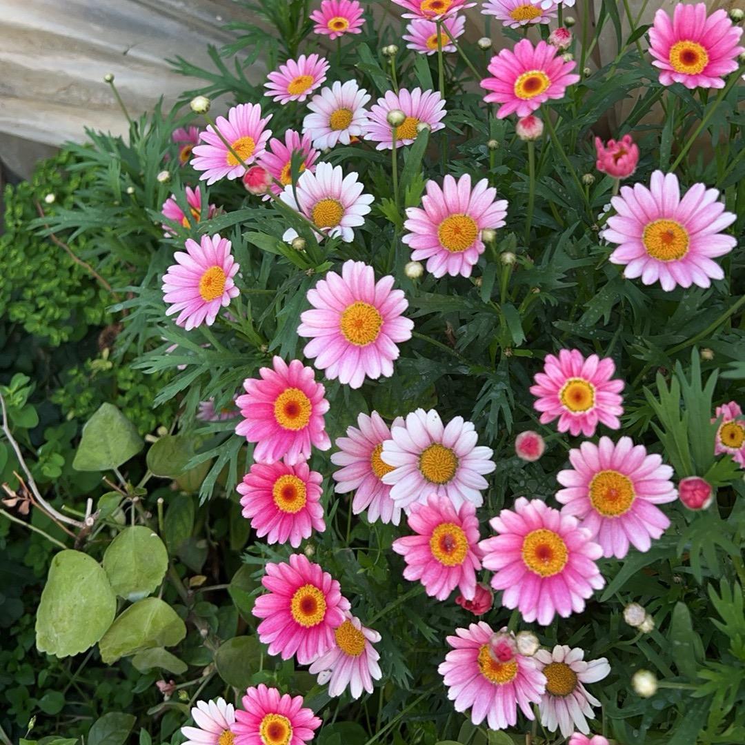 云边花匠