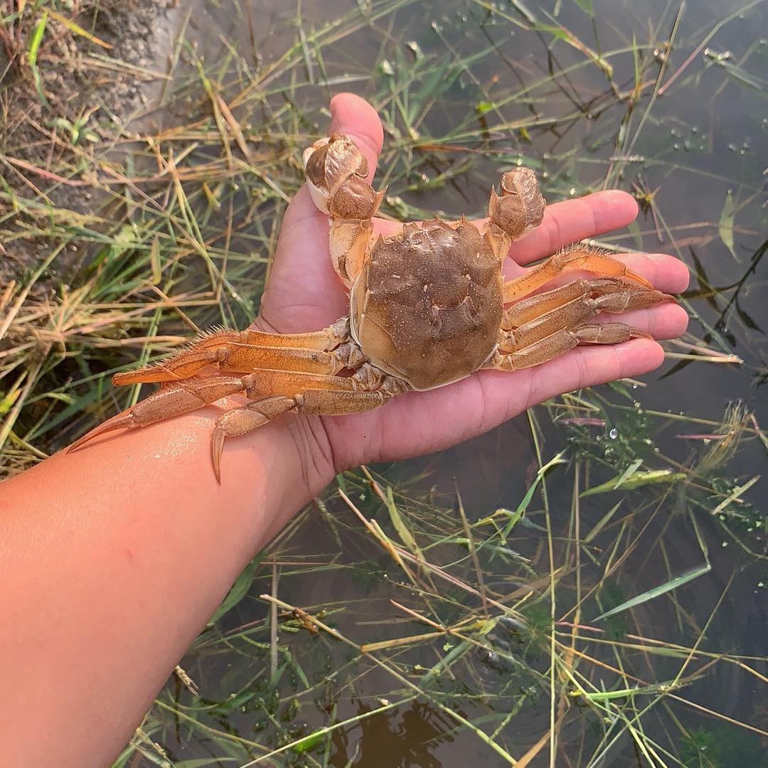 花兴大螃蟹🦀