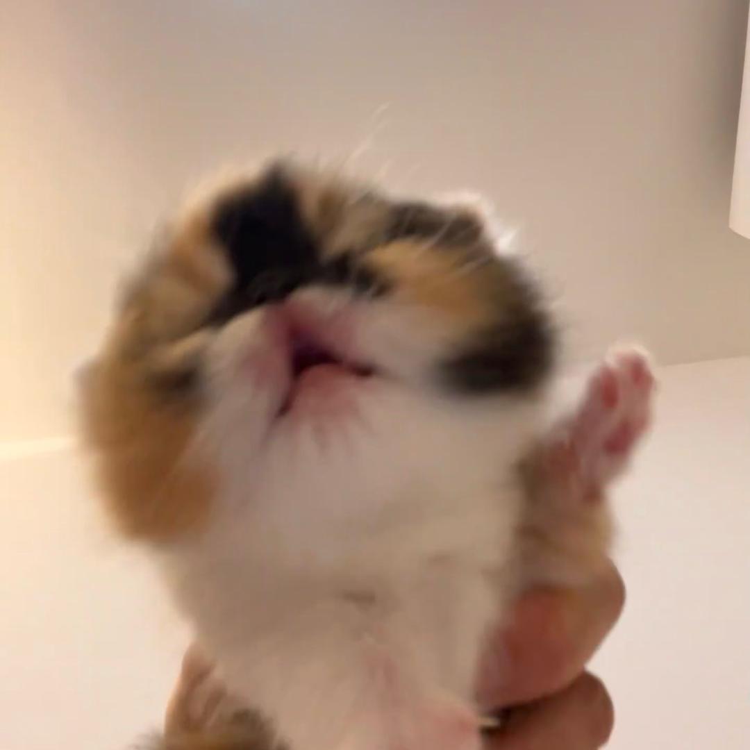 有个小丸子头像