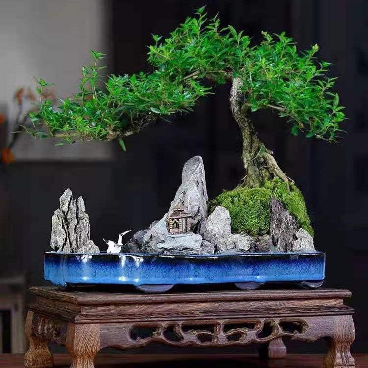 景上行盆景园(卷王)